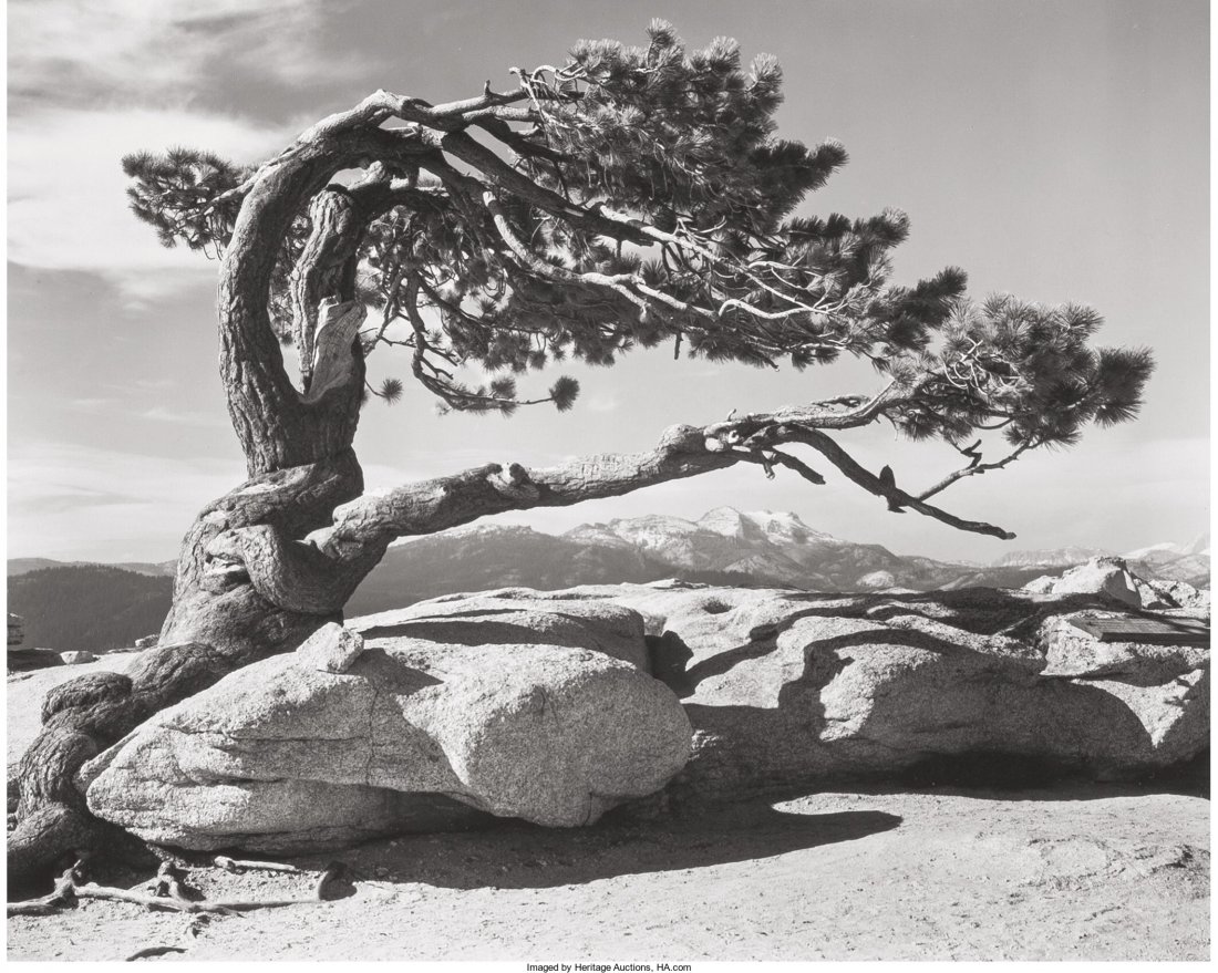 Ansel Adams (American, 1902-1984) Jeffrey Pine, : Ansel Adams (American, 1902-1984) Jeffrey Pine, Sentinel Dome, Yosemite National Park