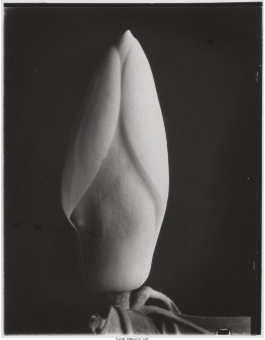 Imogen Cunningham (American, 1883-1976) Magnolia: Imogen Cunningham (American, 1883-1976)Magnolia Bud, 1925Gelatin silver, pr