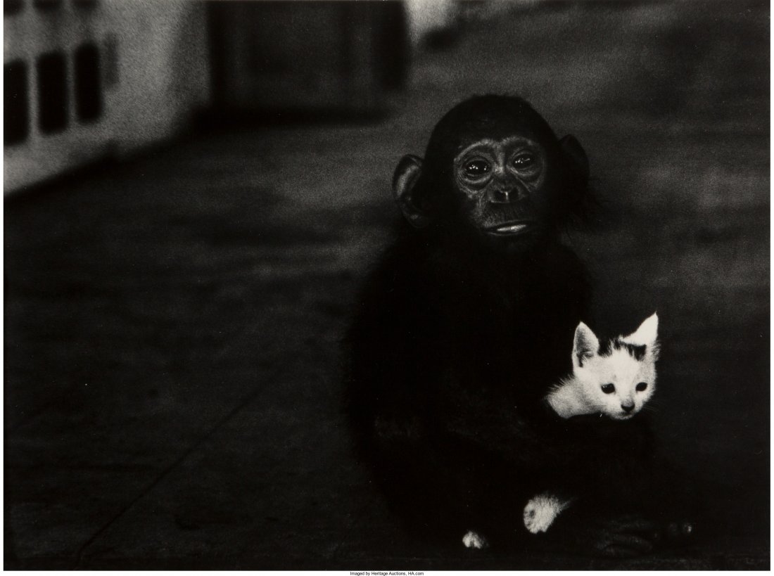 W. Eugene Smith (American, 1918-1978) Egret in F: W. Eugene Smith (American, 1918-1978)Egret in Flight and Monkey & Kitte