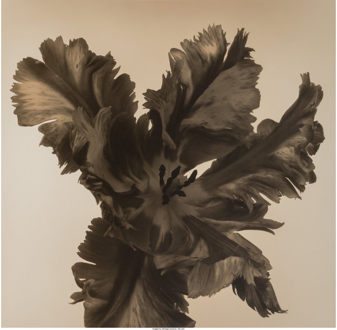 Frederic Ohringer (American, b. 1940) Parrot Tul: Frederic Ohringer (American, b. 1940)Parrot Tulip, 1990Sepia-toned gelatin