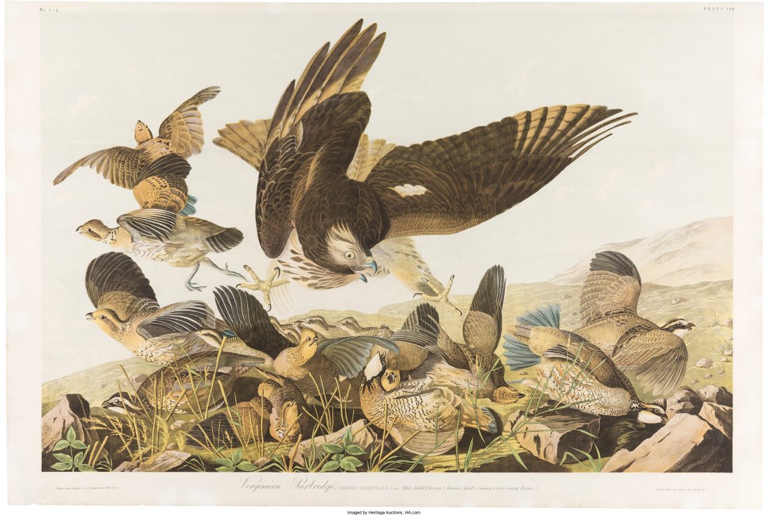 John James Audubon. Virginian Partridge - Plate : John James Audubon. Virginian Partridge - Plate 289. New York: [John Woodhouse Audubon],