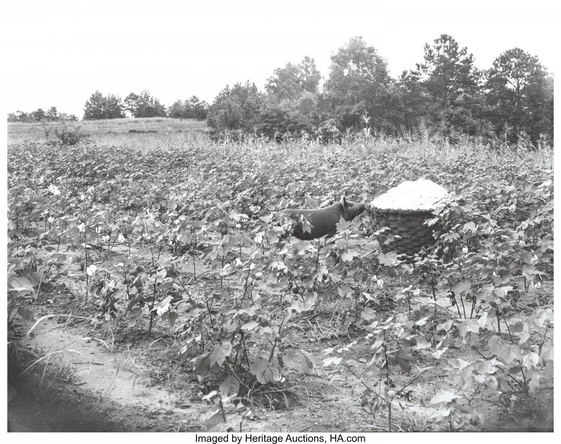 Walker Evans (American, 1903-1975) Pig in a cott: Walker Evans (American, 1903-1975)Pig in a cotton field, Alabama, 1936Gelat