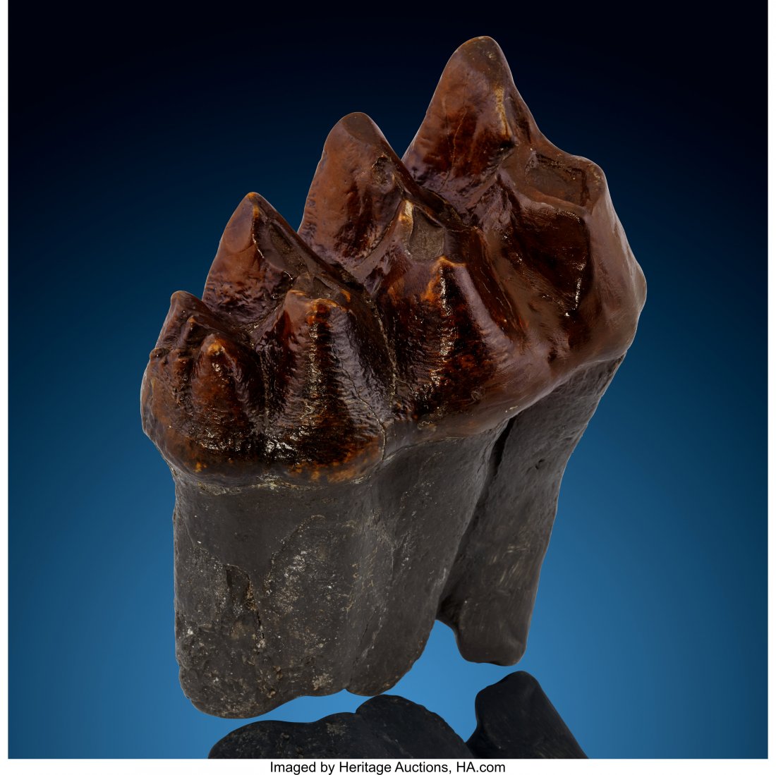 Mastodon Tooth Mammut americanum Pleistocene Flo: Mastodon ToothMammut americanumPleistoceneFlorida, USA