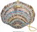 16009: Judith Leiber Crystal Venus Clamshell Minaudiere