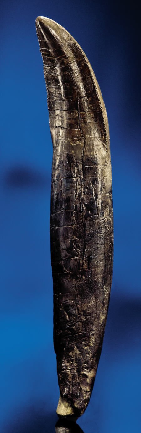 allosaurus tooth