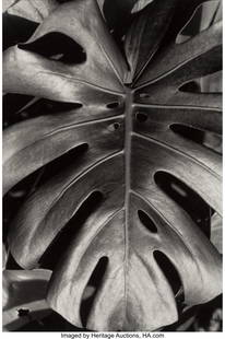 Herb Snitzer (American, b. 1932) Untitled (Leaf): Herb Snitzer (American, b. 1932) Untitled (Leaf), 1997 Gelatin silver 12 x 8-1/4 inches (30.5 x 21.0 cm) Signed and dated in ink lower margin recto. HID03101062020 © 2020 Heritage Auctions | All