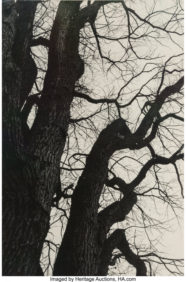 Judy Ellis Glickman Lauder (American, 1939) Wint: Judy Ellis Glickman Lauder (American, 1939) Winter Composition, 1979 Gelatin silver print 13-7/8 x 9-3/8 inches (35.2 x 23.8 cm) (image/sheet) Signed in pencil, mount recto. HID03101062020 © 2020