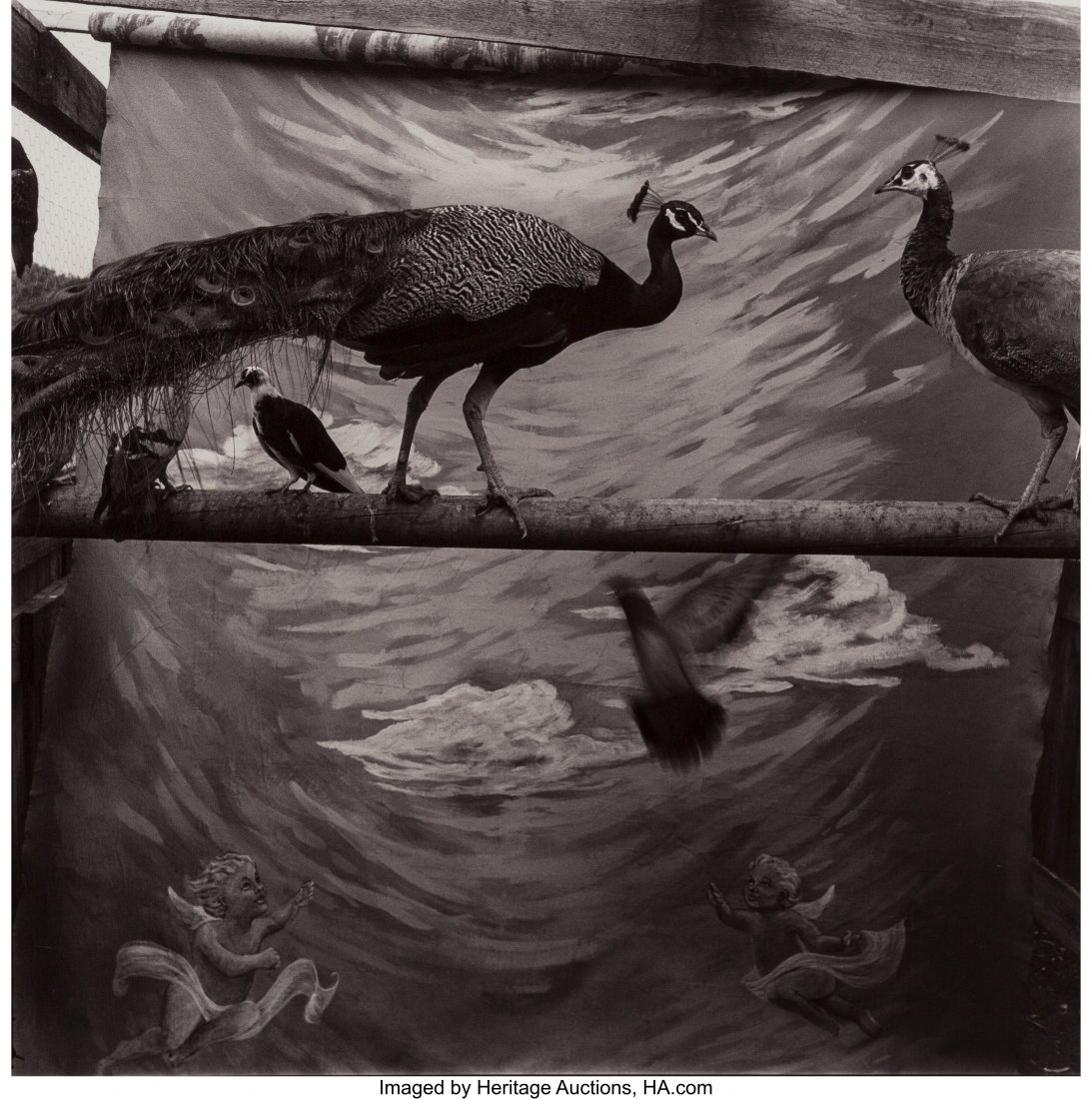Keith Carter (American, 1948) Two Peacocks, 1988: Keith Carter (American, 1948) Two Peacocks, 1988 Gelatin silver print on Agfa paper 14-1/2 x 14-1/2 inches (36.8 x 36.8 cm) (image) 20 x 16 inches (sheet) Signed in pencil, lower margin recto. Initial