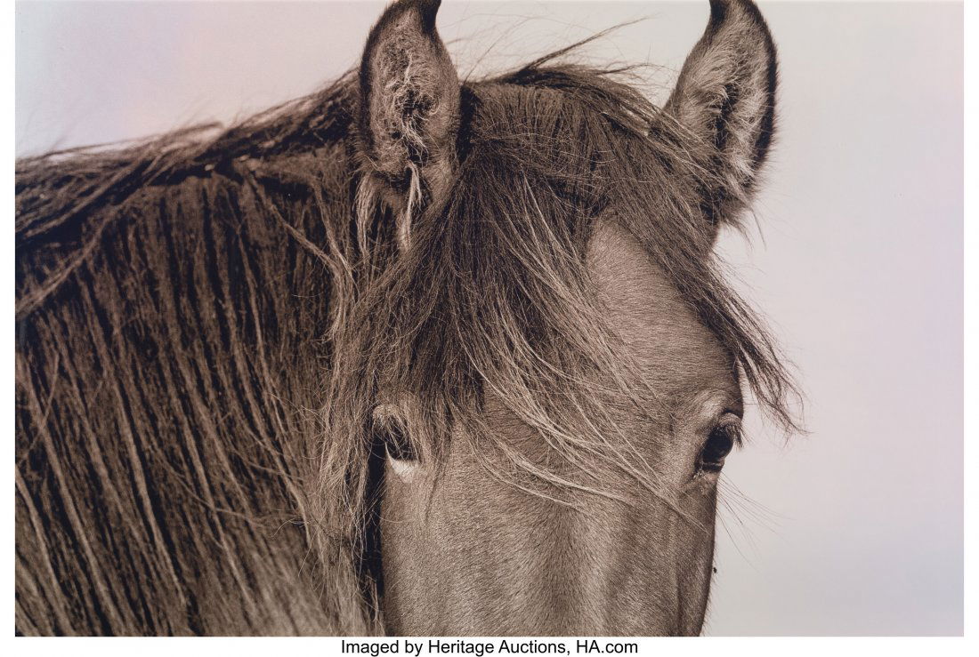 Roberto Dutesco (Canadian/Romanian, 1961) Ears,: Roberto Dutesco (Canadian/Romanian, 1961) Ears, Sable Island, 1994 Toned gelatin silver print, printed 2007 16 x 24 inches (40.6 x 61.0 cm) (image/sheet) Signed, titled, dated, and editioned 5/30 in i