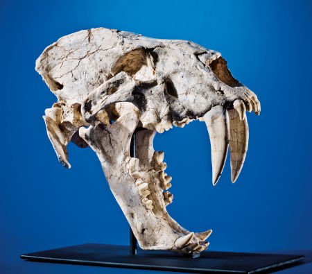 PATHOLOGICAL GIANT SABER-TOOTHED CAT SKULL : PATHOLOGICAL GIANT SABER-TOOTHED CAT SKULL Machairodus giganteus Late Mio