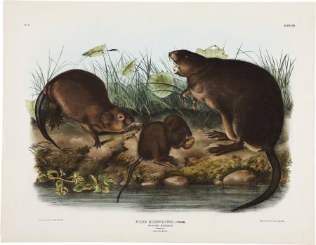 John James Audubon Fiber Zibethicus - Plate XIII (Bowen: John James Audubon Fiber Zibethicus - Plate XIII (Bowen Edition). Hand-colored lithograph