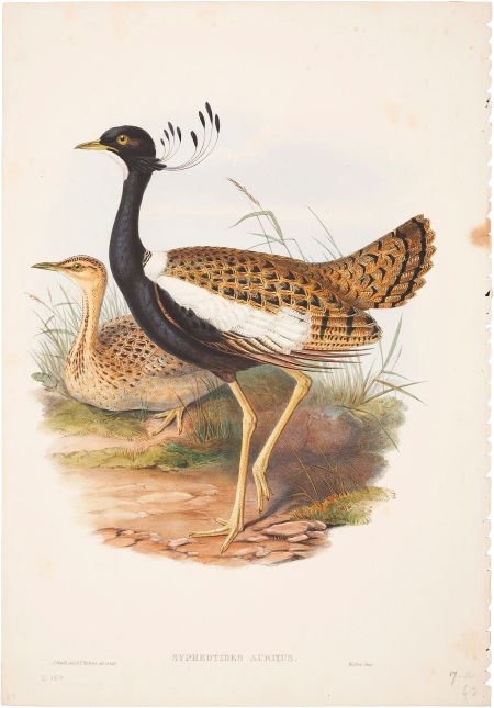 John Gould. Sypheotides Auritus. Hand-colored lithograp: John Gould. Sypheotides Auritus. Hand-colored lithograph from Gould's Birds of Asia </