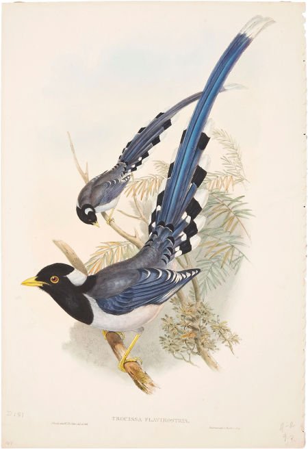 John Gould. Urocissa Flavirostris. Hand-colored lithogr: John Gould. Urocissa Flavirostris. Hand-colored lithograph from Gould's Birds of Asia<