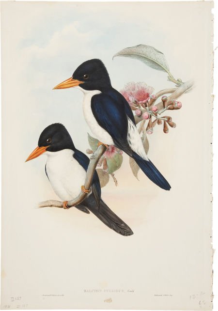 John Gould. Two Prints: Halcyon Fulgidus. [and:] Halcyo: John Gould. Two Prints: Halcyon Fulgidus. [and:] Halcyon Pyrrhopygia. Two