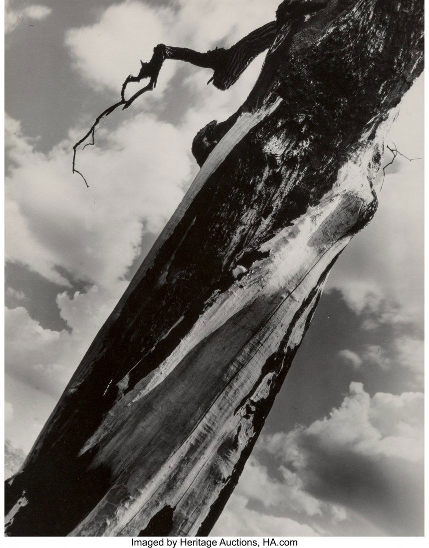 Clarence John Laughlin (American, 1905-1985) Unt: Clarence John Laughlin (American, 1905-1985) Untitled (Tree) Gelatin silver print, ferrotyped 9-5/8 x 7-1/2 inches (24.4 x 19.1 cm) &lpa