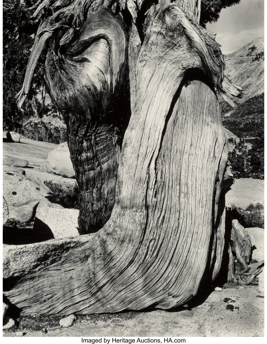 Edward Weston (American, 1886-1958) Juniper, Lak: Edward Weston (American, 1886-1958) Juniper, Lake Tenaya, 1937 Gelatin silver print, printed by Brett Weston, 1953-1954 10 x 8 inches (25.4 x 20&per