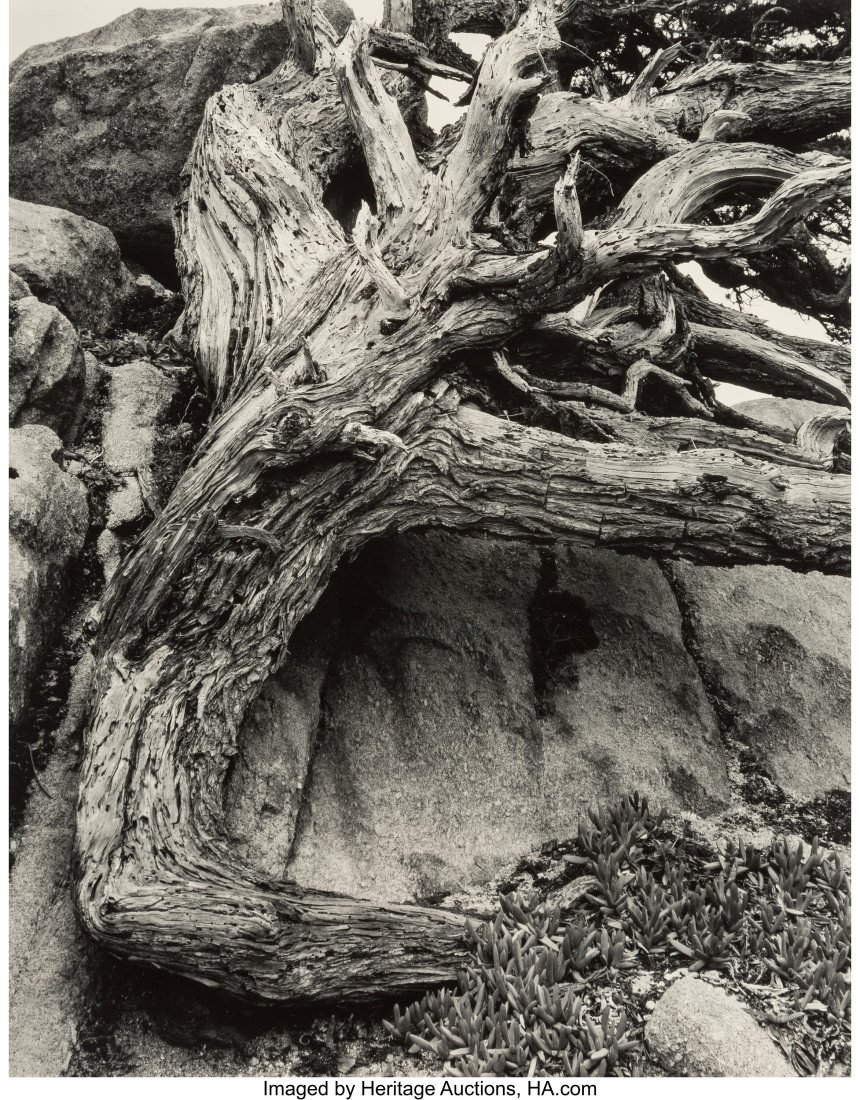 Edward Weston (American, 1886-1958) Cypress, Poi: Edward Weston (American, 1886-1958) Cypress, Point Lobos, 1931 Gelatin silver print, printed by Brett Weston, 1953-1954 10 x 8 inches (25.4 x 20&per