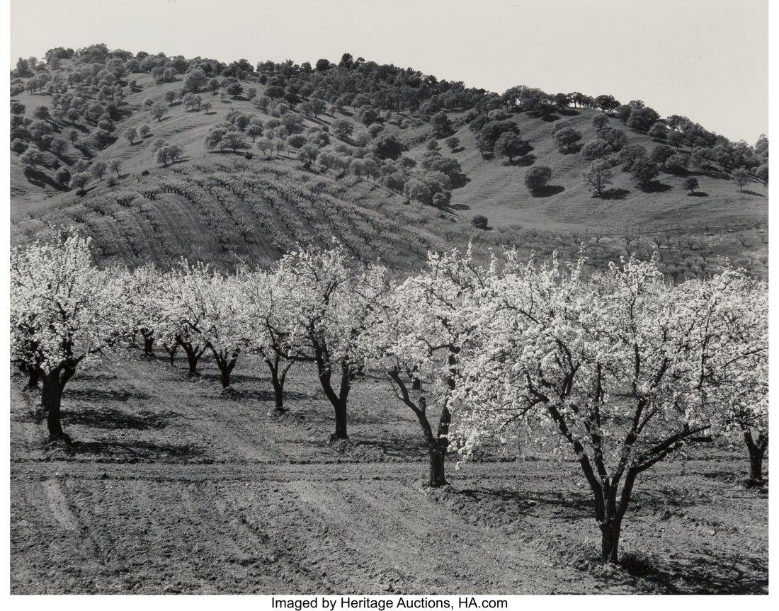 Edward Weston (American, 1886-1958) Solano Count: Edward Weston (American, 1886-1958) Solano County (Orchard), 1939 Gelatin silver print, printed by Brett Weston, 1953-1954 8 x 10 inches (20.3 x