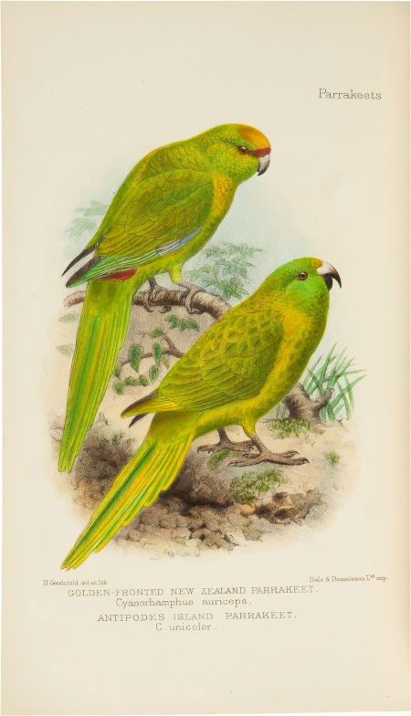 David Seth-Smith. Parrakeets. A Handbook to the: David Seth-Smith. Parrakeets. A Handbook to the Imported Species