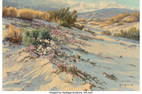 46119: Don Miles (American, 1912-1990) Desert Flower Pa