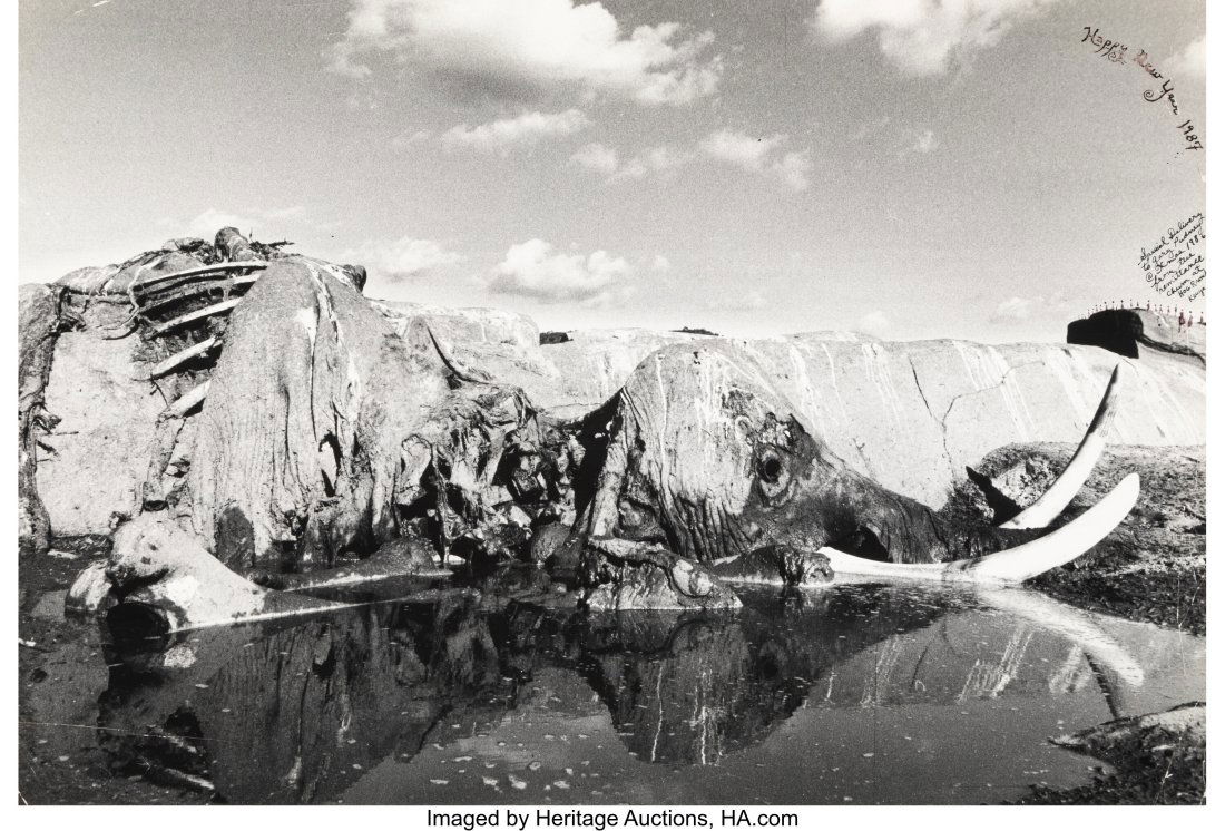 Peter Beard (American, 1938-2020) Elephant, 1986: Peter Beard (American, 1938-2020) Elephant, 1986 Gelatin silver print 15-3/4 x 23-3/8 inches (40.0 x 59.4 cm) (image) 16 x 24 inches &lp