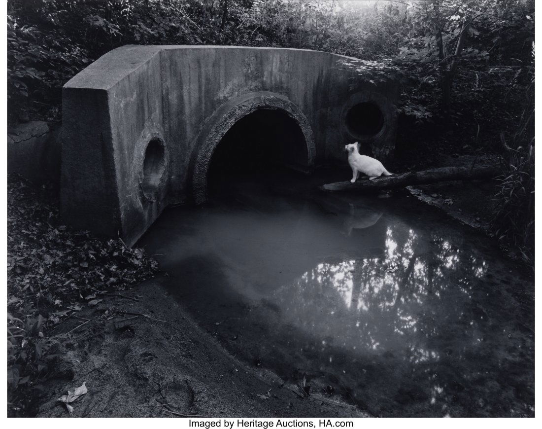George Tice (American, b. 1938) Cat Series, Isel: George Tice (American, b. 1938) Cat Series, Iselin, New Jersey,1980 Selenium toned gelatin silver print on Elite paper, printed 1985 15-3/8 x 19-1&so