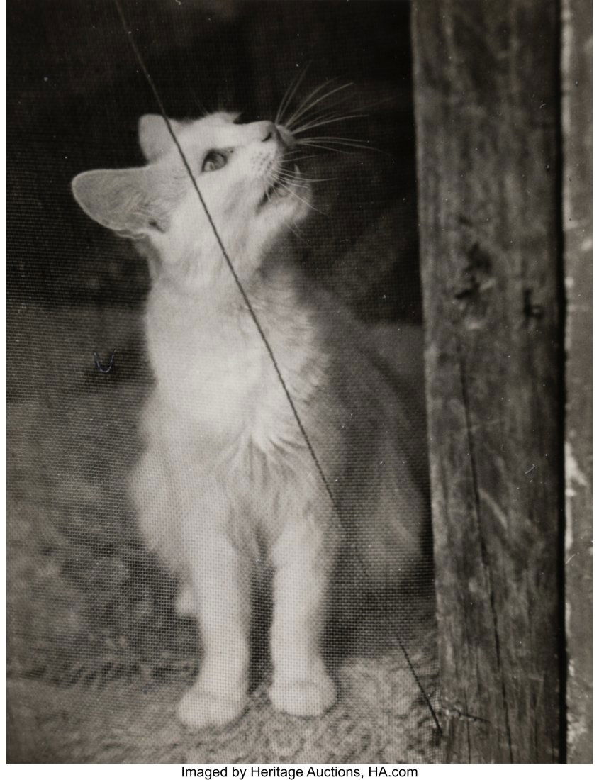 Vivian Maier (American, 1926-2009) Animal Encoun (1 of 10)