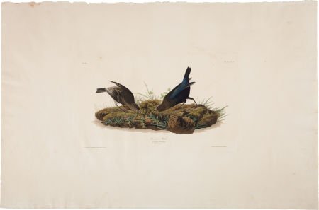 John James Audubon. Cow-pen Bird, Icterus Pecori: John James Audubon. Cow-pen Bird, Icterus Pecoris. Male 1.