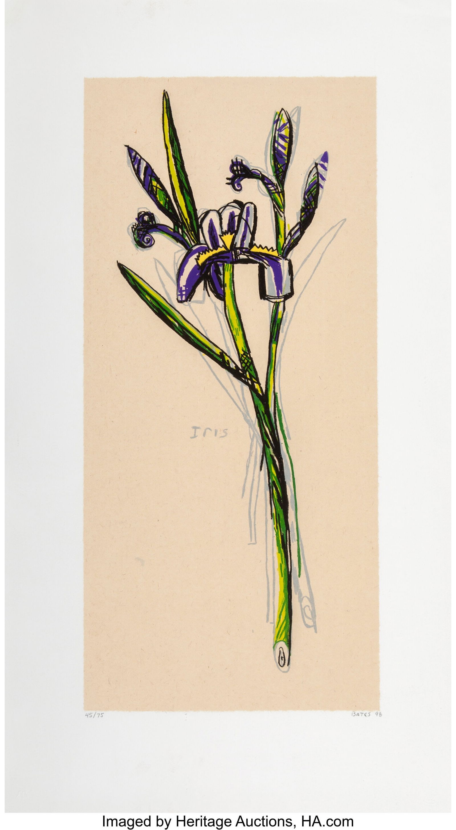 David Bates (American, b. 1952) Iris, 1998 Litho: David Bates (American, b. 1952) Iris, 1998 Lithograph in colors on paper 24 x 11 inches (61.0 x 27.9 cm) (image) Ed. 45/75 Sig