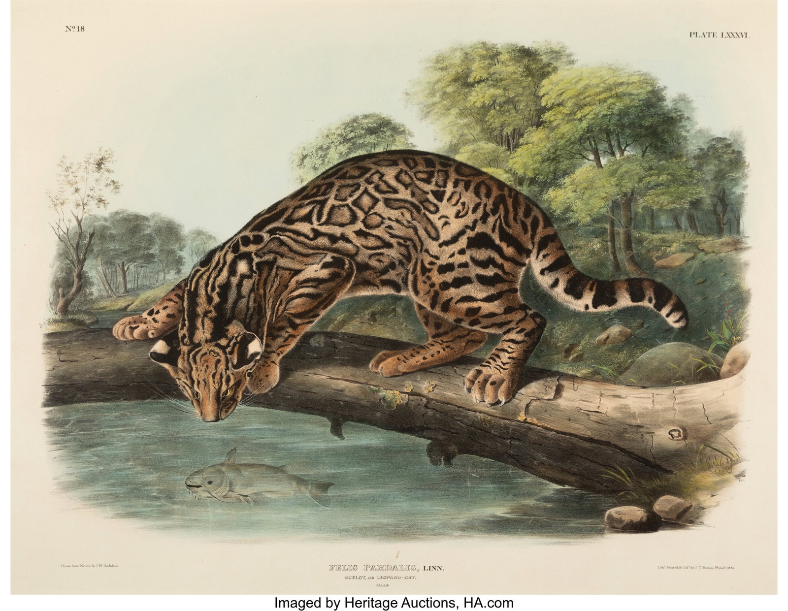John James Audubon (American, 1785-1851) Felis P: John James Audubon (American, 1785-1851) Felis Pardalis; Ocelot or Leopard Cat, from The Viviparous Quadrupeds of North America, 1846 Lithograph with hand coloring on 