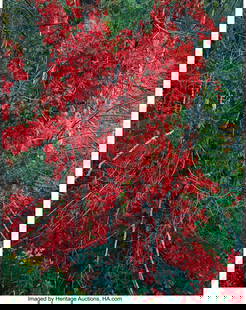 Christopher Burkett (American, b,1951) Red Woodb: Christopher Burkett (American, b,1951) Red Woodbine at Sunset, Vermont, 1989 Dye bleach print, printed 1992 23-1/2 x 18-1/2 inches (59.7 x 4