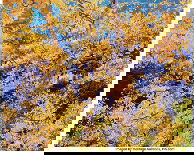Christopher Burkett (American, b. 1951) Radiant: Christopher Burkett (American, b. 1951) Radiant Mountain Aspen, 1997 Dye bleach print, printed 2000 18-3/4 x 23-1/2 inches (47.6 x 59.7 cm