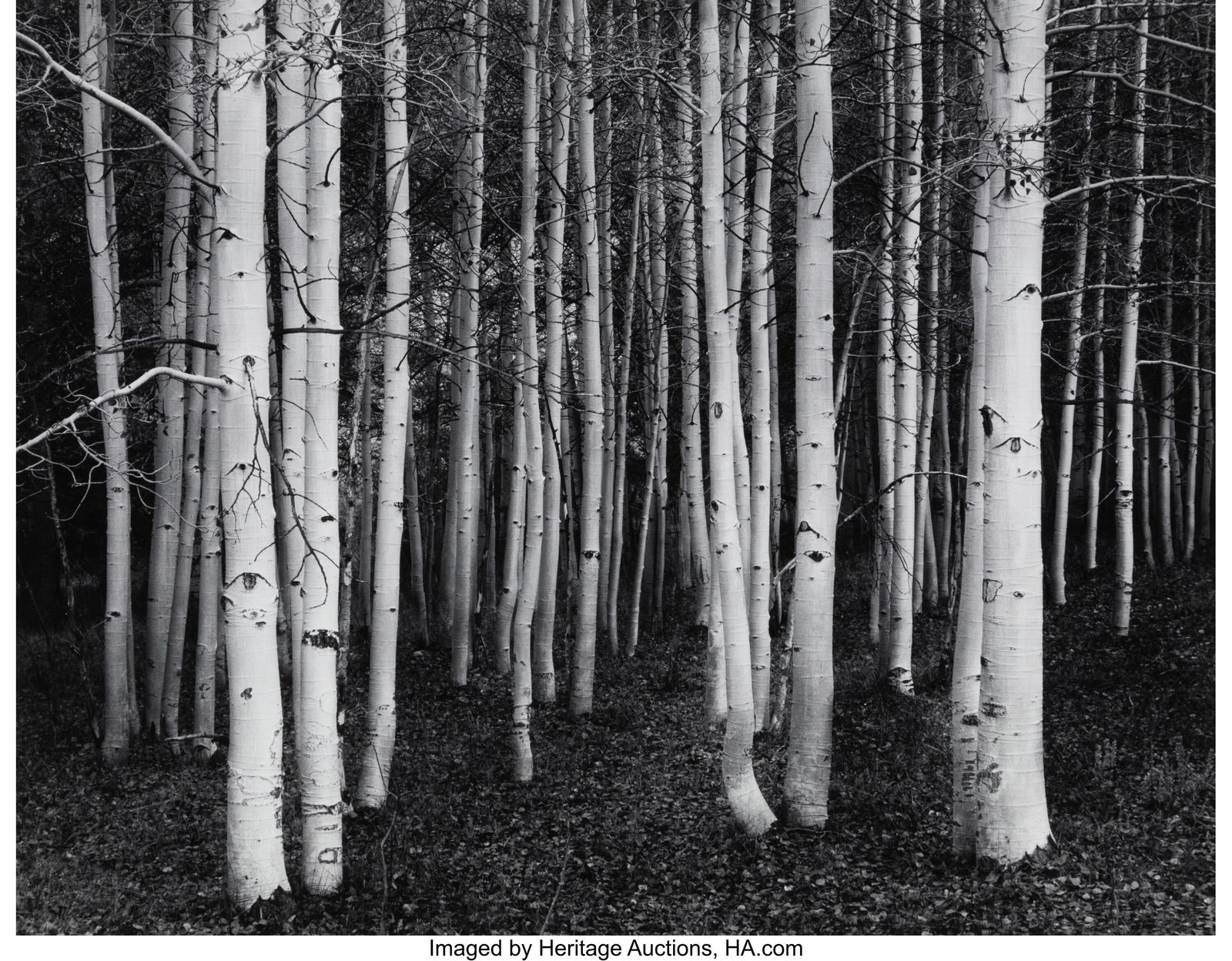 John Sexton (American, b. 1953) Aspens, Dusk, Co: John Sexton (American, b. 1953) Aspens, Dusk, Conway Summit, California, 1978 Gelatin silver print. printed 1984 7-1/2 x 9-1/2 inches &lpa