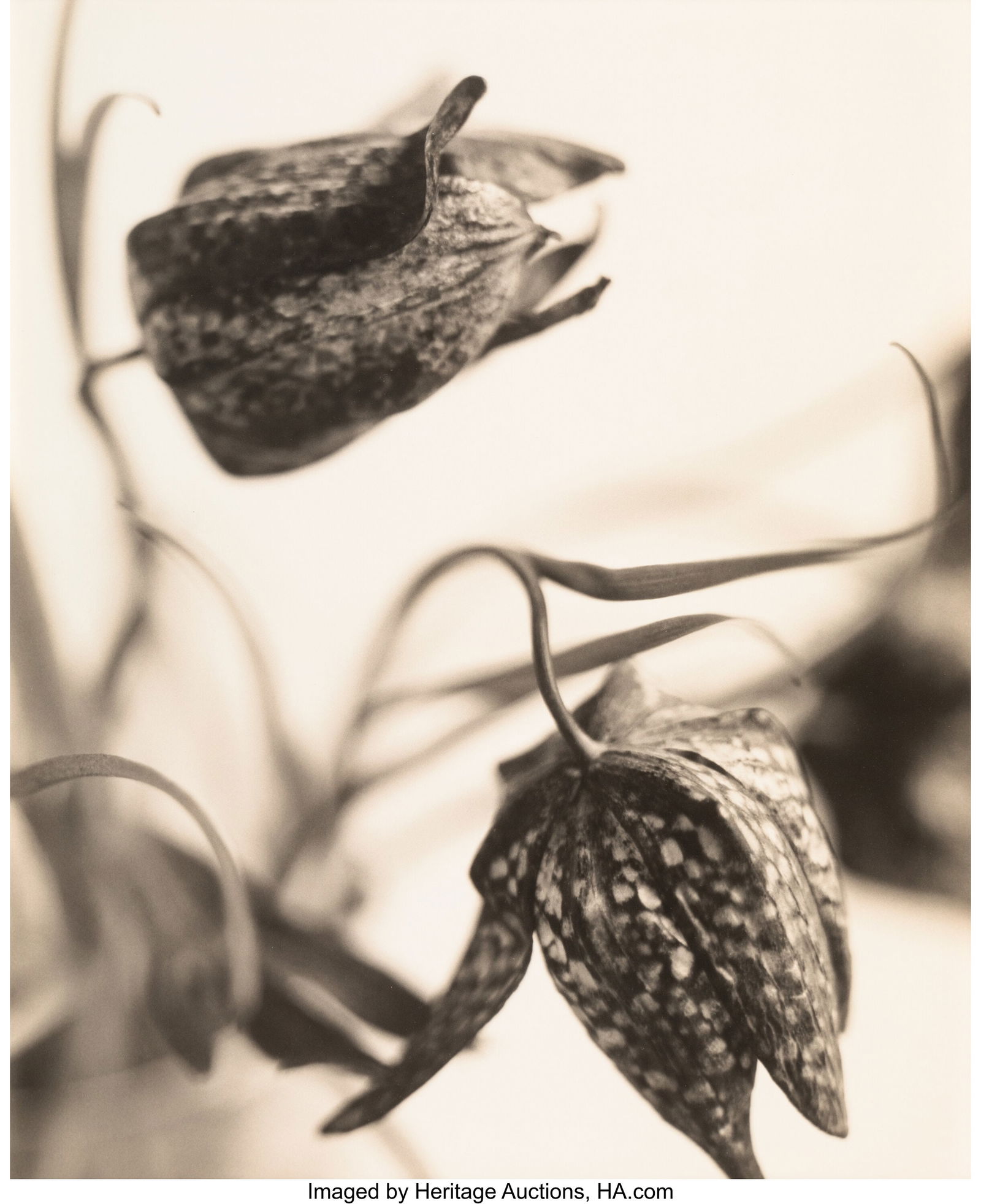 Sandi Fellman (American, b. 1952) Two Fritillari: Sandi Fellman (American, b. 1952) Two Fritillaria, circa 1990s Gelatin silver print 22-1/2 x 17 inches (57.2 x 43.2 cm) (sight) HID03