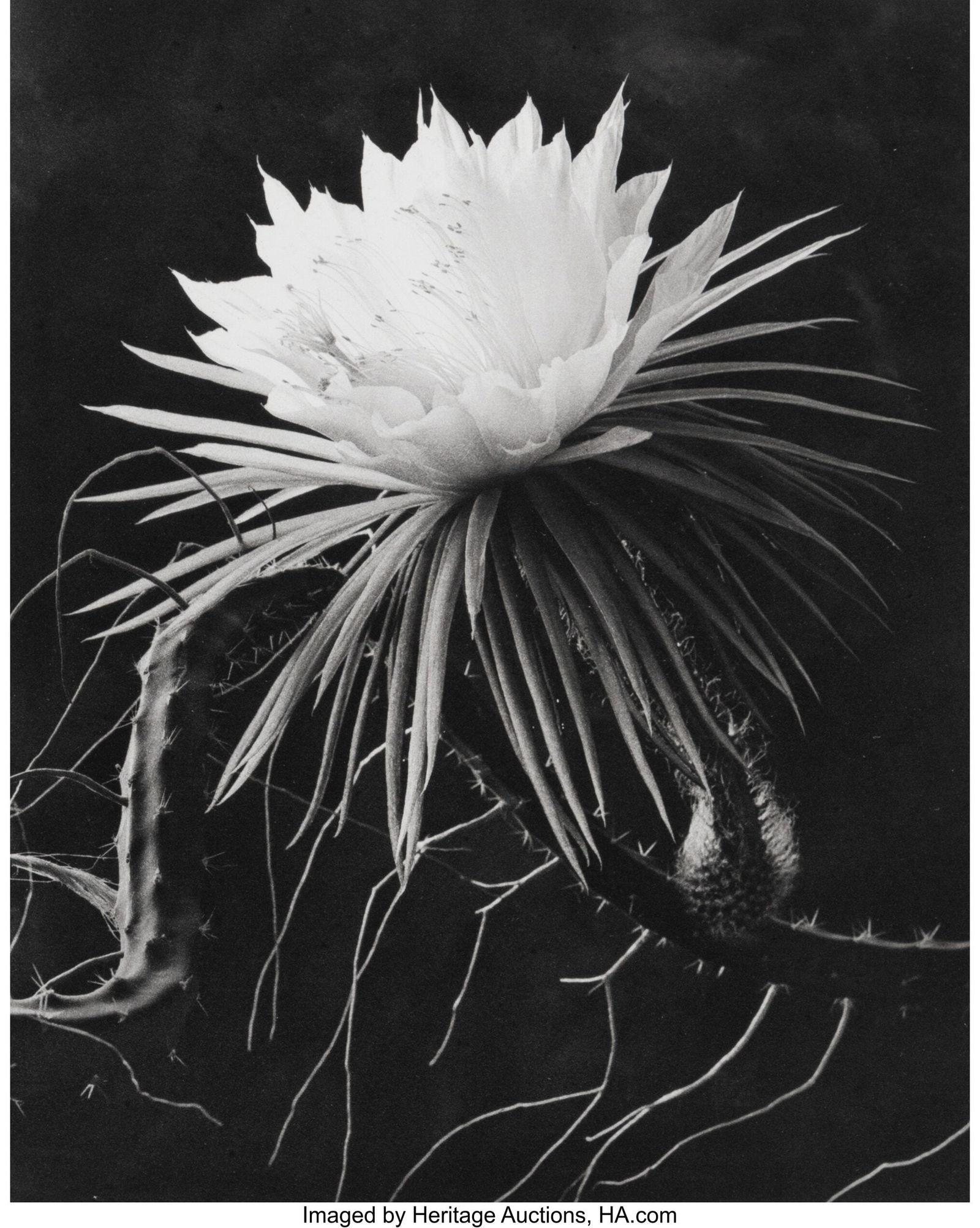 Cy DeCosse (American, b. 1929) The Gardens of De: Cy DeCosse (American, b. 1929) The Gardens of DeCosse (The Journal of Contemporary Photography Volume 4), 1990s Seven platinum prints and bound volume 8-7/8