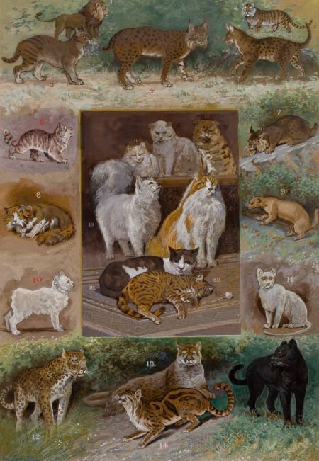 WILLIAM HENRY DRAKE (American, 1856-1926) Feline: WILLIAM HENRY DRAKE (American, 1856-1926) Felines Gouache on board 23-1/4
