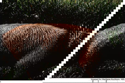 38006&colon; Miguel Rio Branco &lpar;Spanish&comma; b&period; 1963&rpar; Santa Terez