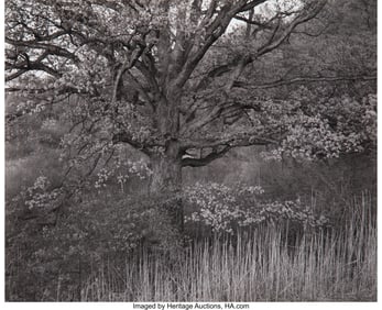 38113&colon; George Tice &lpar;American&comma; b&period; 1938&rpar; Oak Tree&comma; Holmde