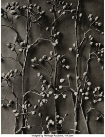 38088&colon; Karl Blossfeldt &lpar;German&comma; 1865-1932&rpar; Group of 15 