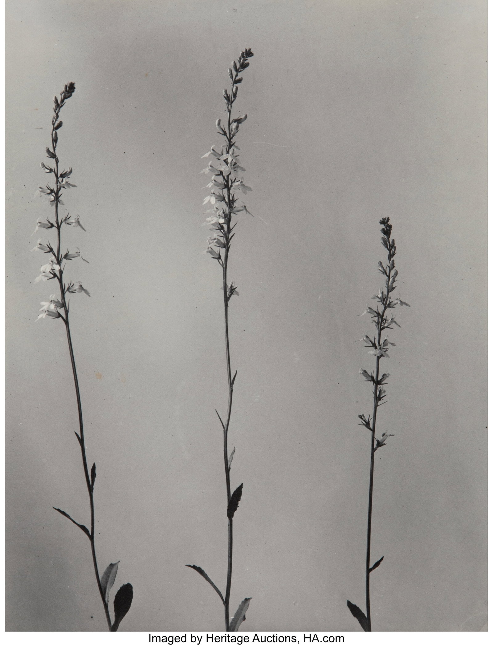 Edwin Hale Lincoln (American, 1848-1938) Forked : Edwin Hale Lincoln (American, 1848-1938) Forked Catchfly, 1905 Platinum print 9-1/4 x 7-1/2 inches (23.5 x 19.1 cm) (image/sheet) Cr