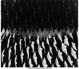 39057: Paul Caponigro (American, 1932-2024) Two Pinecon