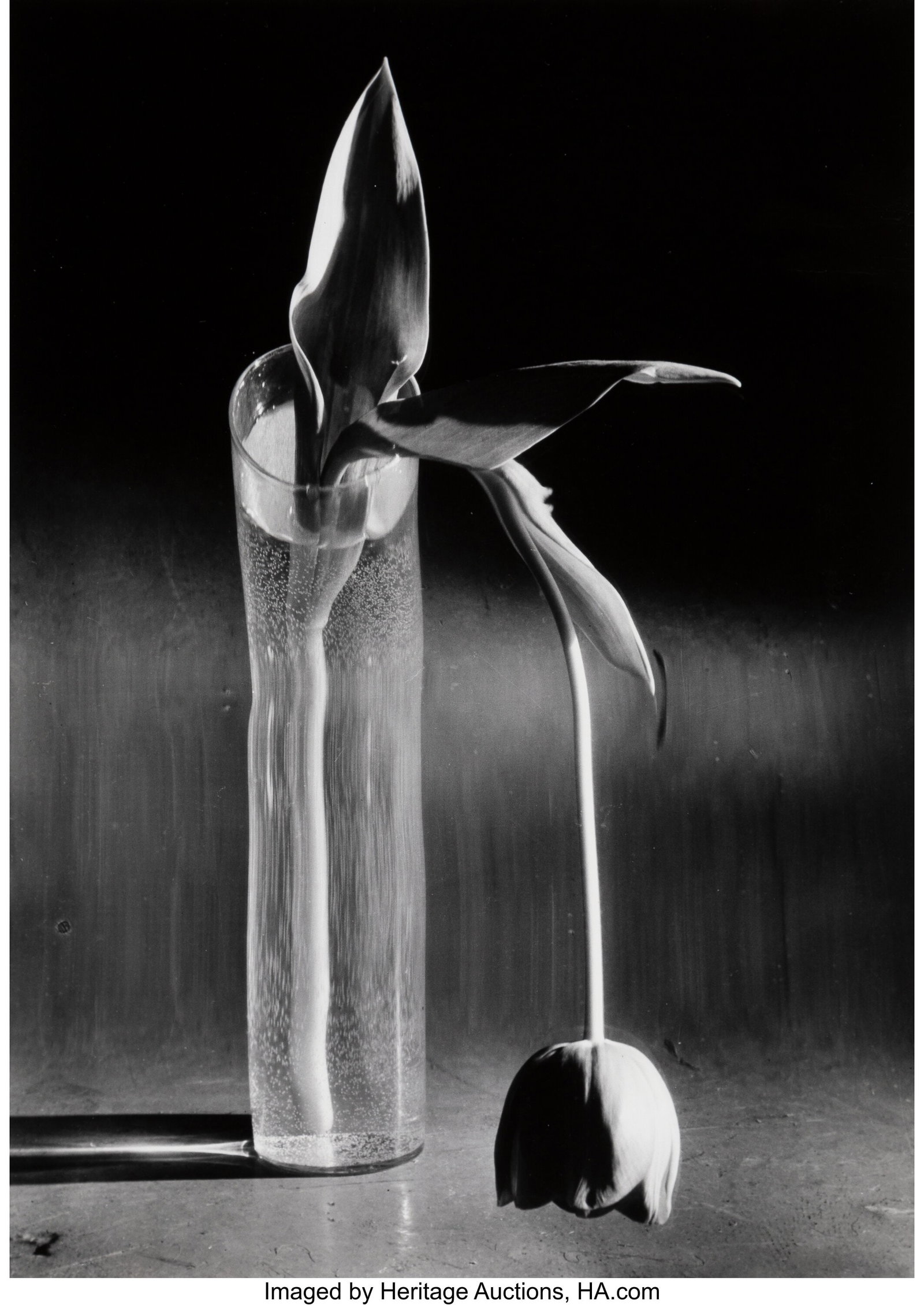 Andre Kertesz (Hungarian, 1894-1985) Melancholy: Andre Kertesz (Hungarian, 1894-1985) Melancholy Tulip, 1939 Gelatin silver print, printed later 9-5/8 x 6-7/8 inches (24.4 x 17.5 cm) (
