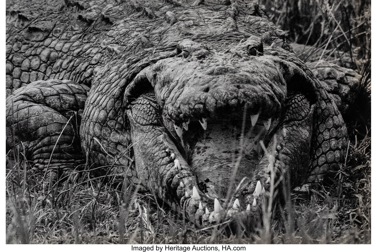 Peter Beard (American, 1938-2020) Large Mugger C: Peter Beard (American, 1938-2020) Large Mugger Crocodile, Circa 15-16 Feet, Uganda, 1966 Unique oversized digital pigment print, printed 2014 52 x 77 inches &lp