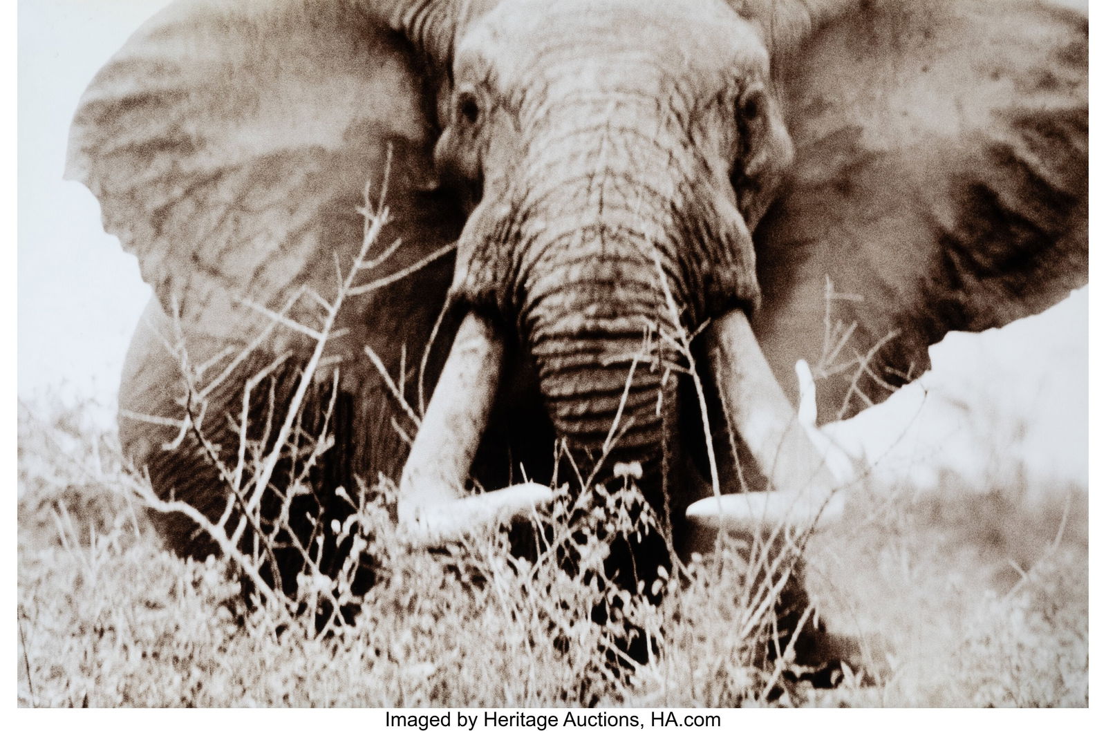 Peter Beard (American, 1938-2020) Elephant, 1965: Peter Beard (American, 1938-2020) Elephant, 1965 Unique oversized digital pigment print, printed 2014 54 x 80 inches (137.2 x 203.2 cm) (image&