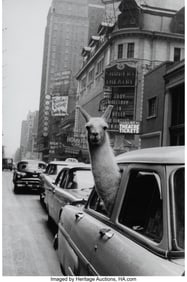 73149: Inge Morath (Austrian, 1923-2002) Llama in Times