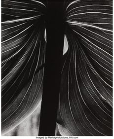 73219: Brett Weston (American, 1911-1993) Leaves, 1934