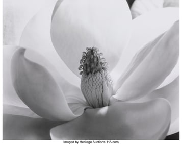 73220: Imogen Cunningham (American, 1883-1976) Magnolia