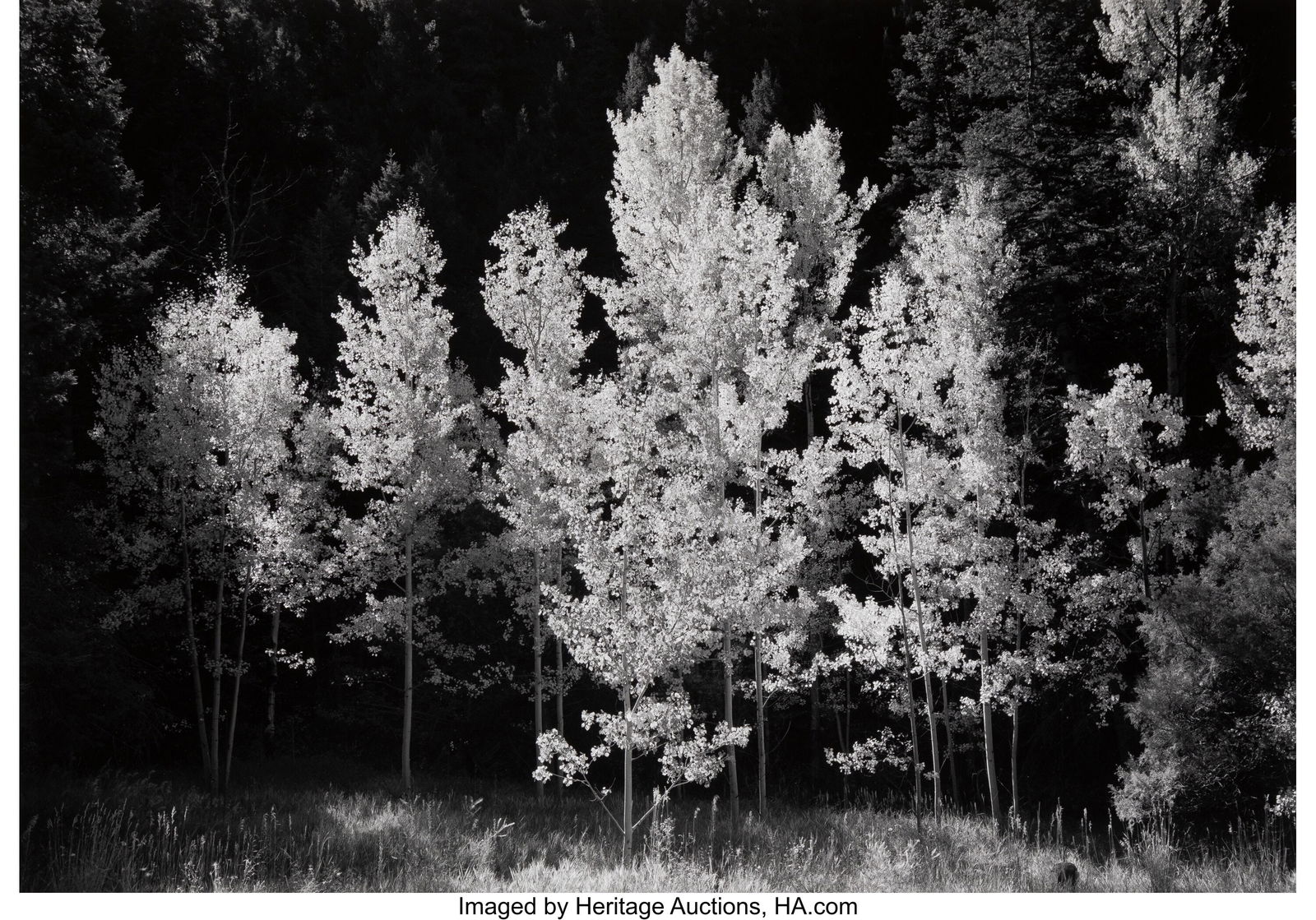 Craig Varjabedian (American, 1957) Aspen Grove a: Craig Varjabedian (American, 1957) Aspen Grove at Dawn, 1993 Gelatin silver print 13-1/8 x 19-3/4 inches (33.4 x 50.2 cm) (image) 20 x 2