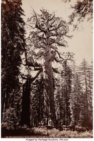 39016&colon; Carleton E&period; Watkins &lpar;American&comma; 1829-1916&rpar; Grizzl