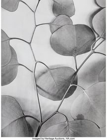 39031&colon; Alma Lavenson &lpar;American&comma; 1897-1989&rpar; Eucalyptus L